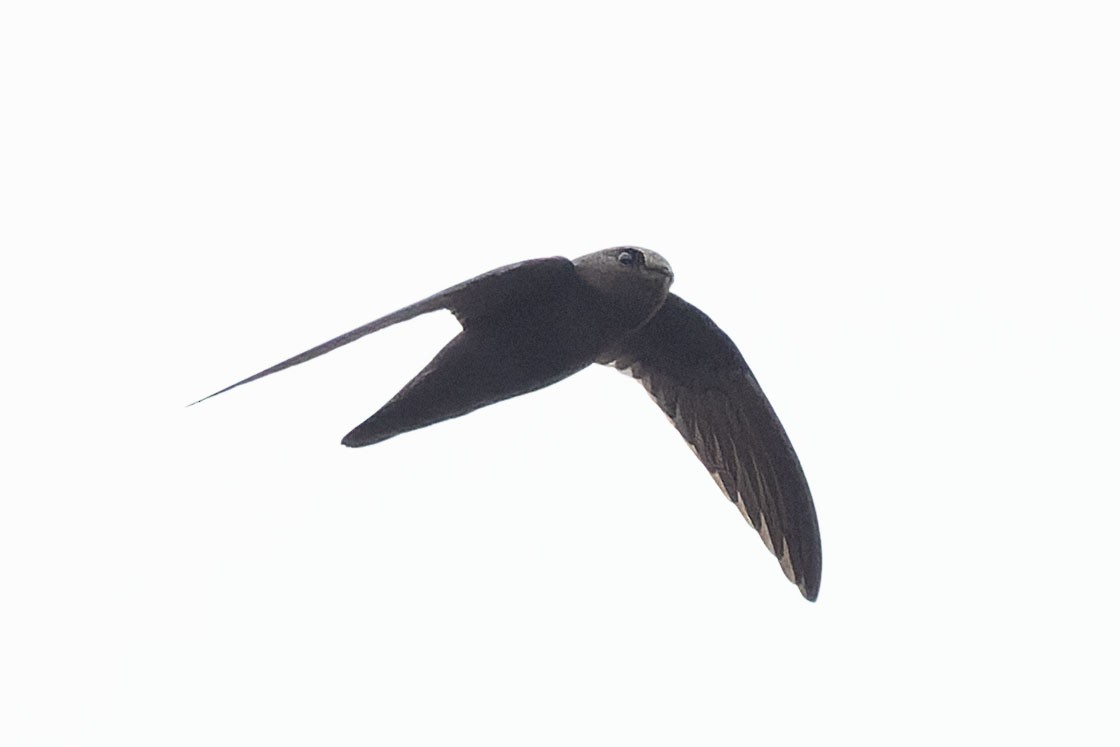 White-chested Swift - ML645110409