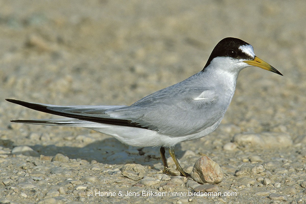 Saunders's Tern - ML64511041