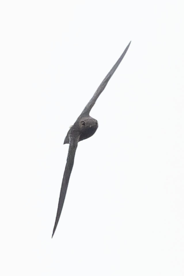 White-chested Swift - ML645110412