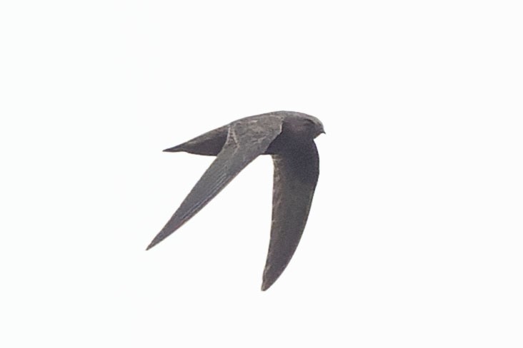 White-chested Swift - ML645110413