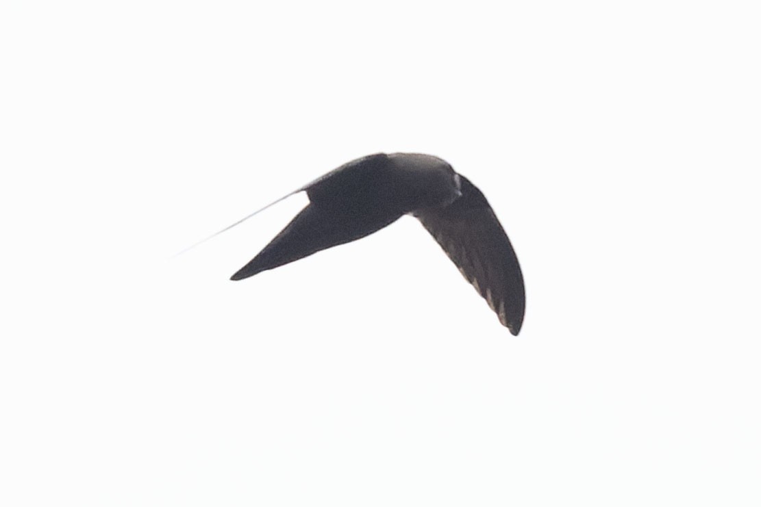 White-chested Swift - ML645110414