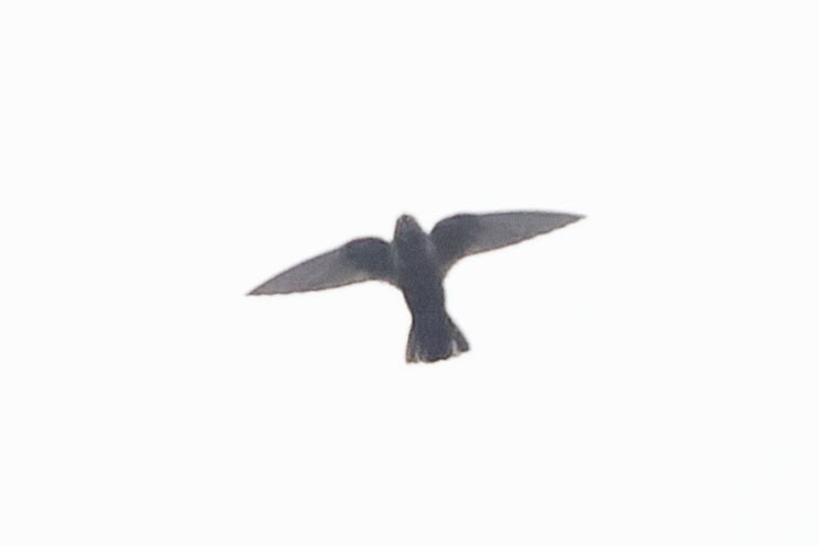 White-chested Swift - ML645110415