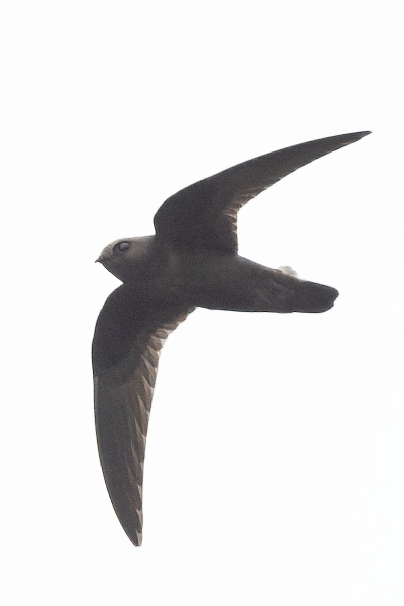 White-chested Swift - ML645110416