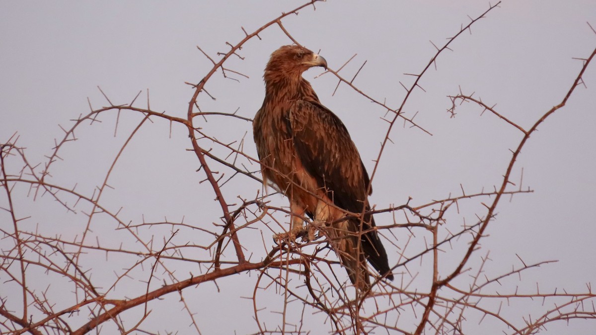 Tawny Eagle - ML645110427