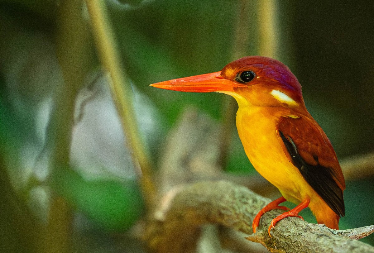Rufous-backed Dwarf-Kingfisher - ML645110431