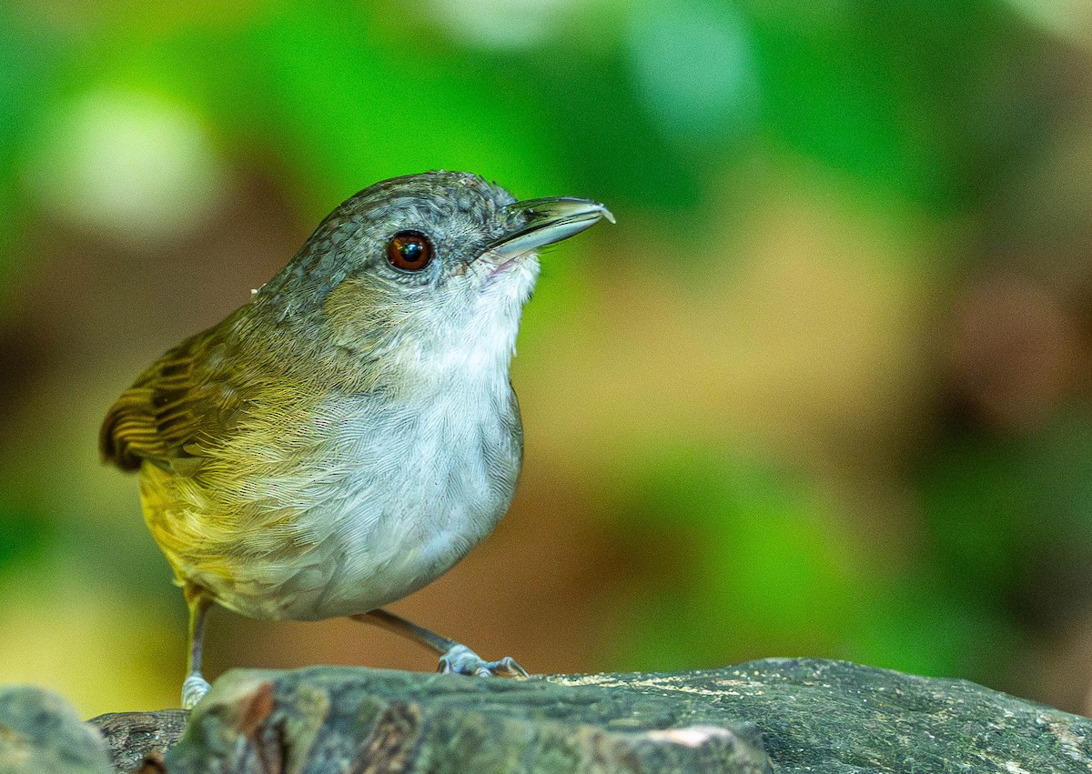 Horsfield's Babbler - ML645110439