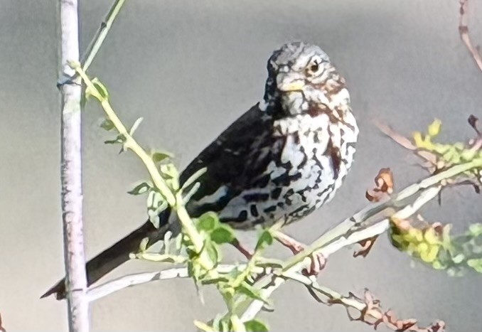 Fox Sparrow - ML645110442