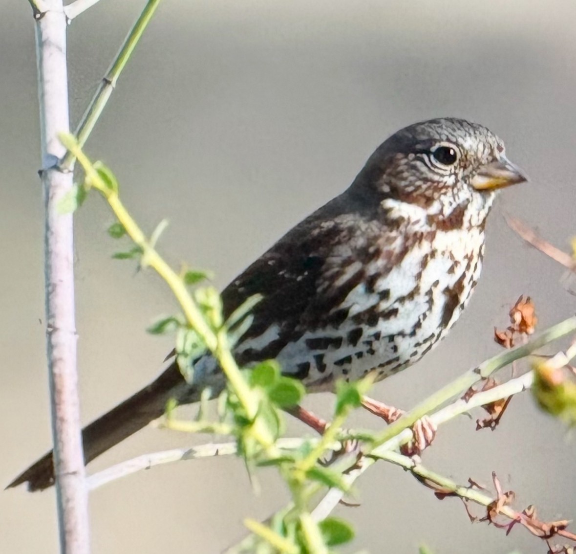 Fox Sparrow - ML645110443