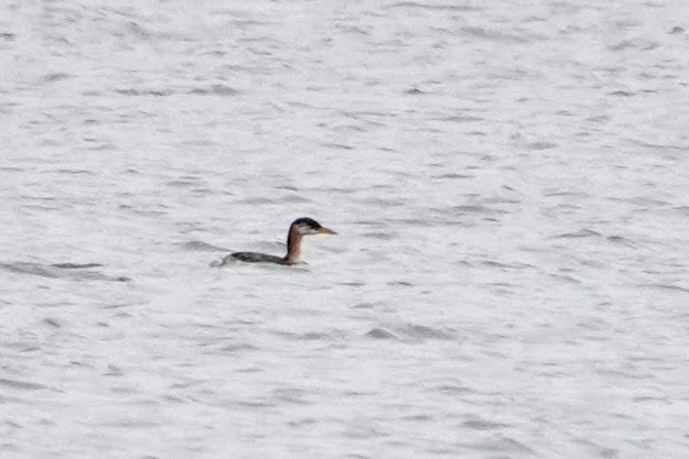 Red-necked Grebe - ML645110444