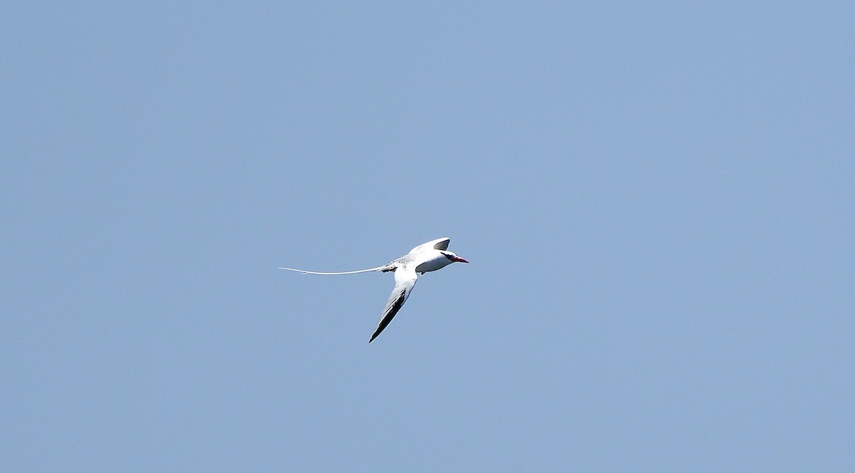 アカハシネッタイチョウ - ML645110446