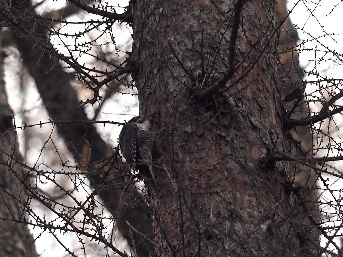 American Three-toed Woodpecker - ML645110448