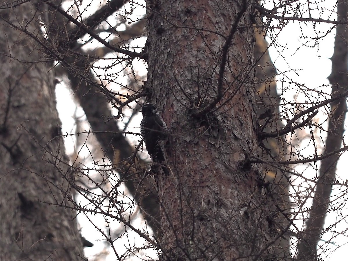 American Three-toed Woodpecker - ML645110449