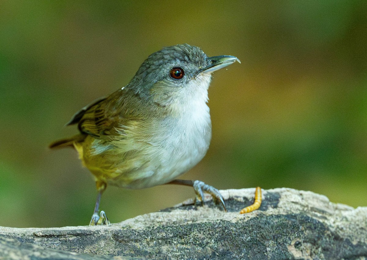 Horsfield's Babbler - ML645110450