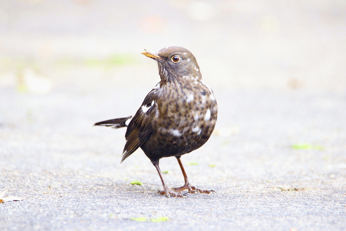 Eurasian Blackbird - ML645110455