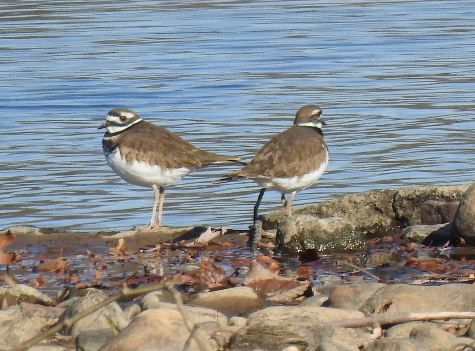 Killdeer - ML645110459
