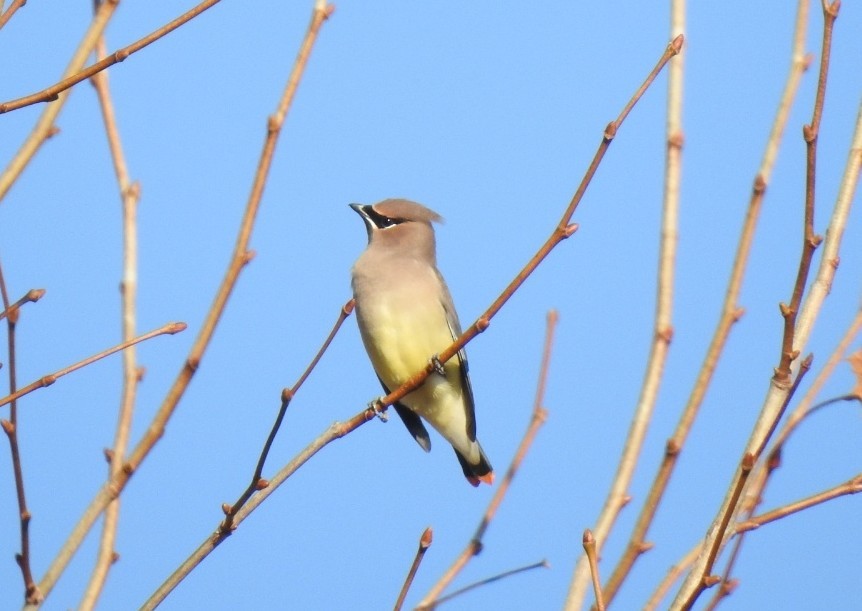 Sedir İpekkuyruğu - ML645110469