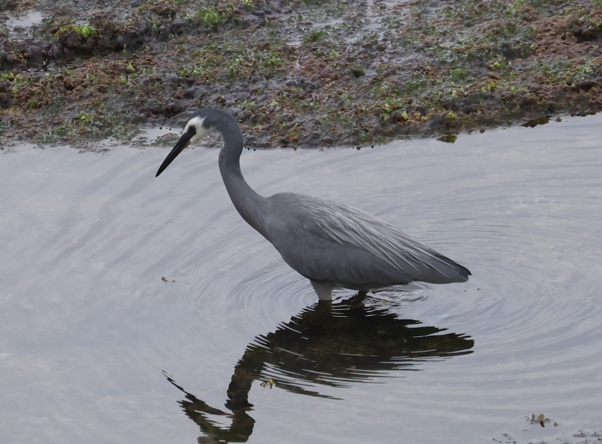 White-faced Heron - ML645110470