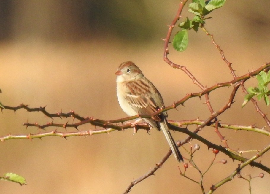 Field Sparrow - ML645110476