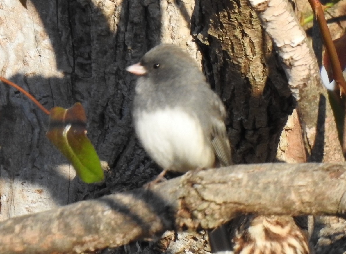 Dark-eyed Junco (Slate-colored) - ML645110479