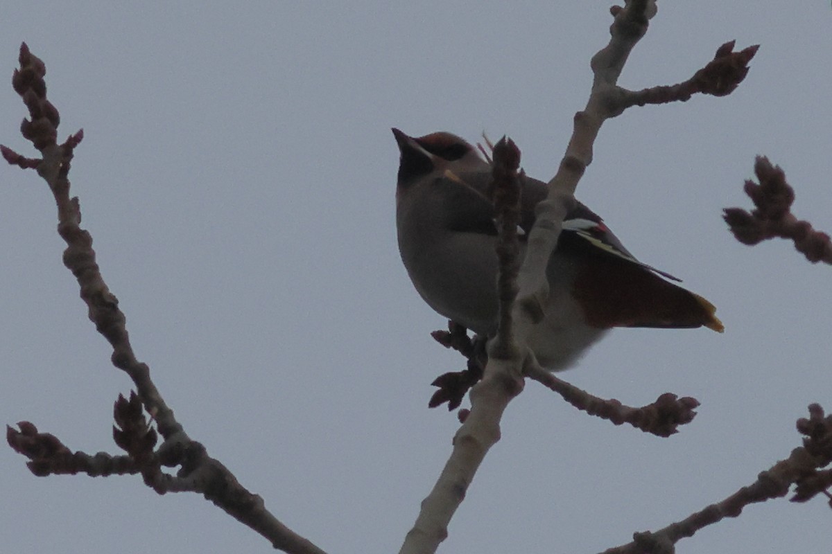 Bohemian Waxwing - ML645110489