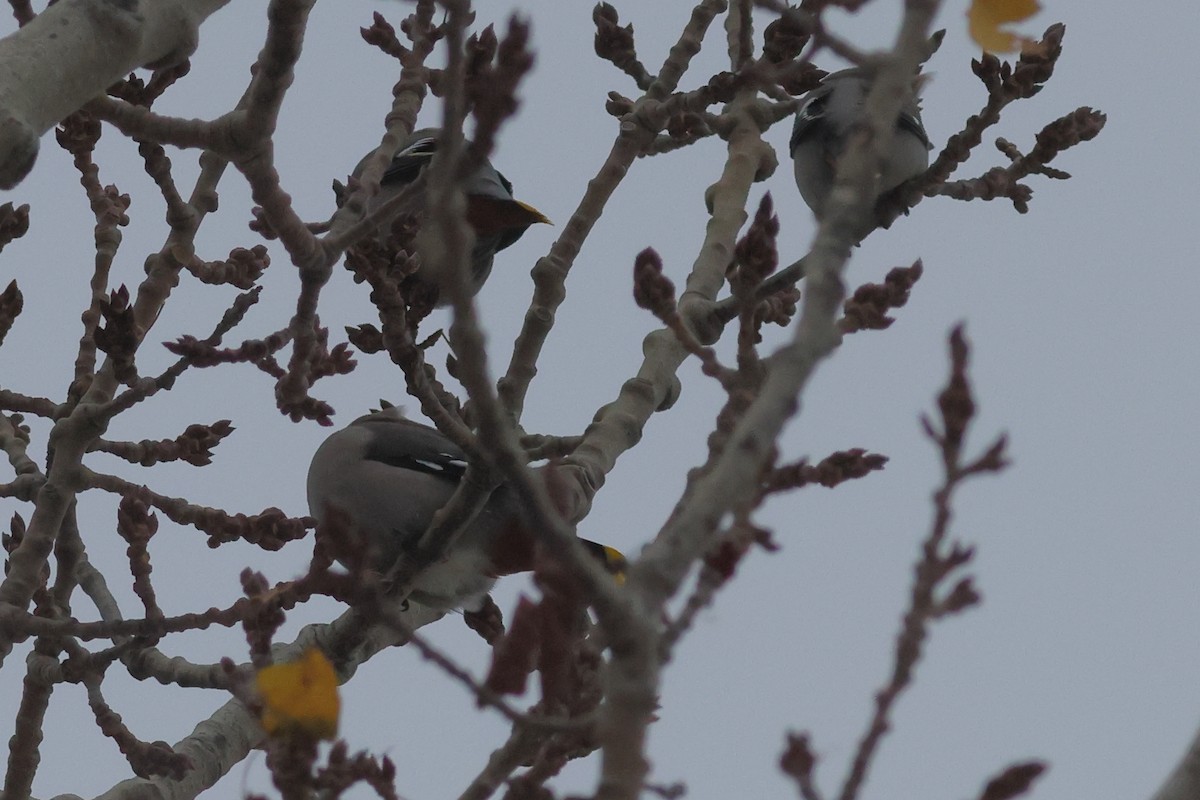 Bohemian Waxwing - ML645110490