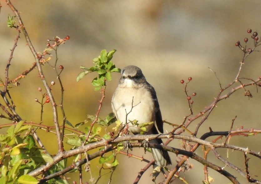 Northern Mockingbird - ML645110495