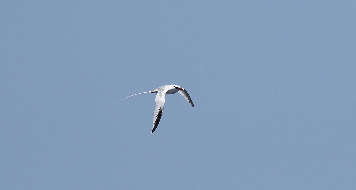 アカハシネッタイチョウ - ML645110496