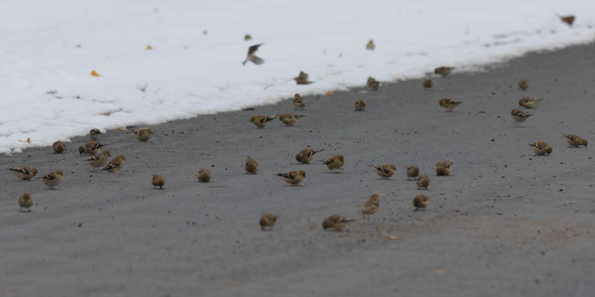 American Goldfinch - ML645110510