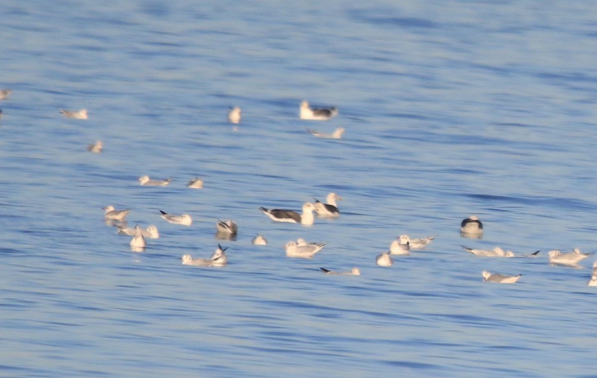 ニシセグロカモメ - ML645110513