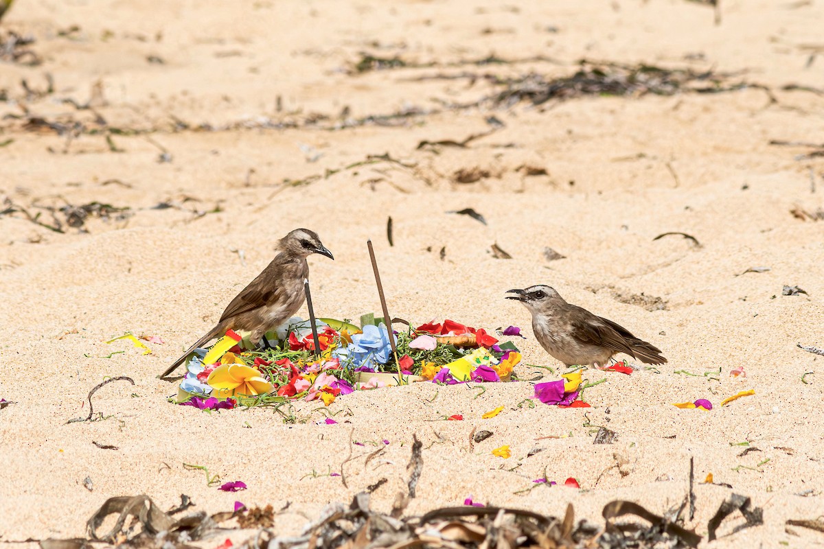 Yellow-vented Bulbul - ML645110521