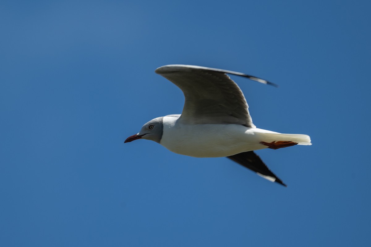 Gray-hooded Gull - ML645110535