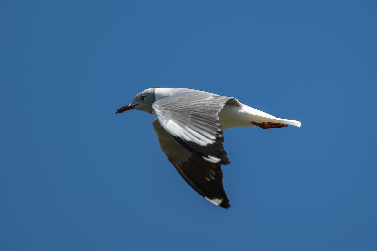 Gray-hooded Gull - ML645110536