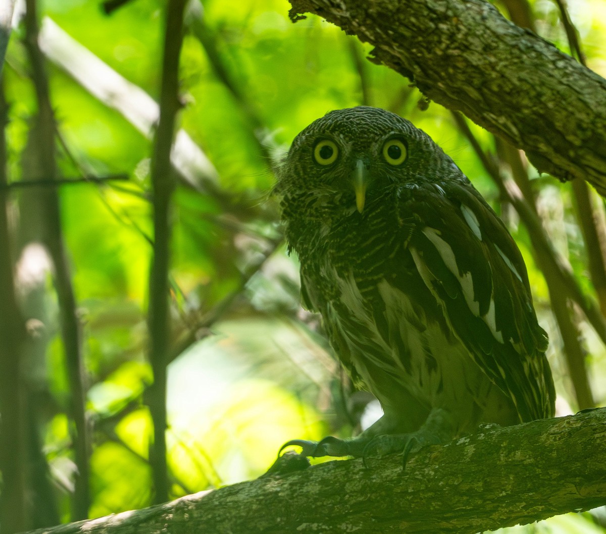 Javan Owlet - ML645110541