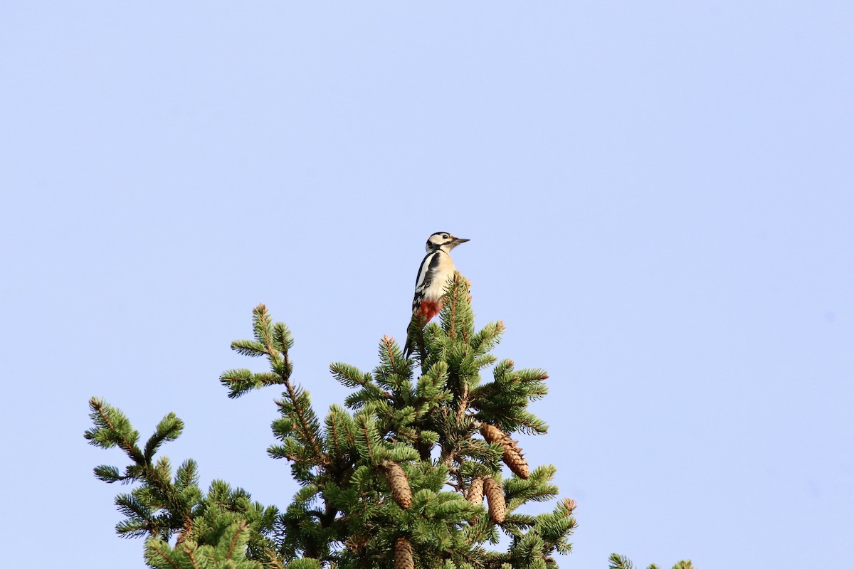 Great Spotted Woodpecker - ML645110544