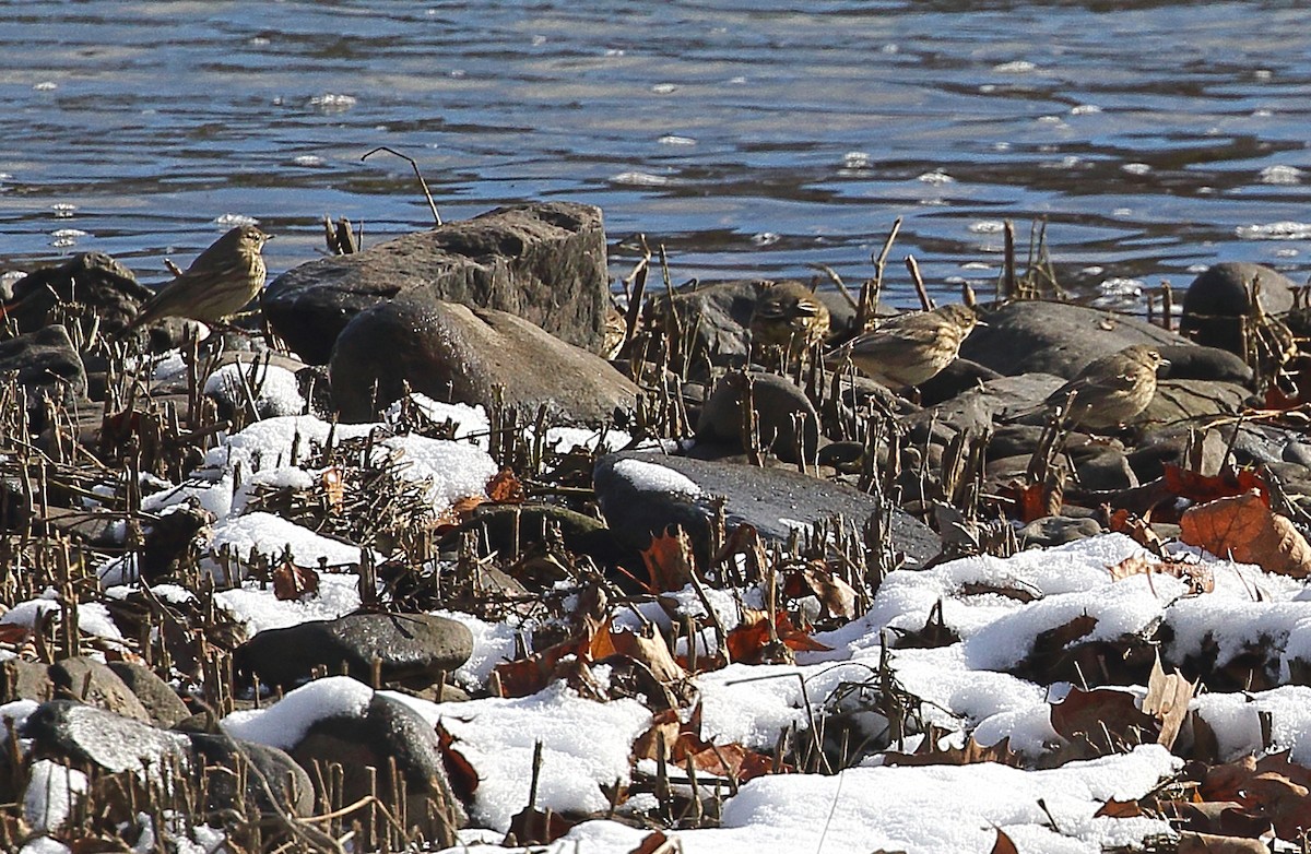 American Pipit - ML645110547