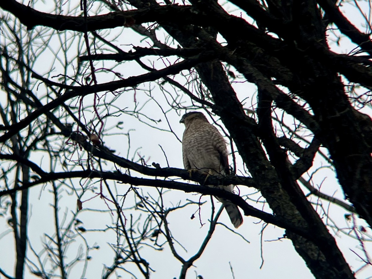Cooper's Hawk - ML645110561