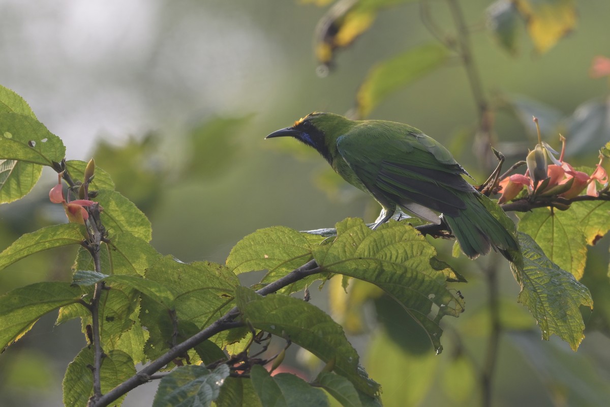 gyllenpannebladfugl - ML645110572