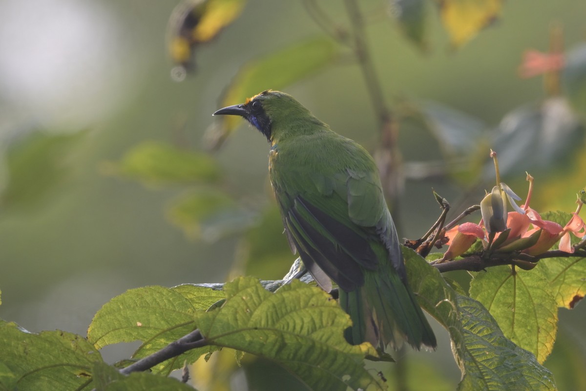 gyllenpannebladfugl - ML645110576