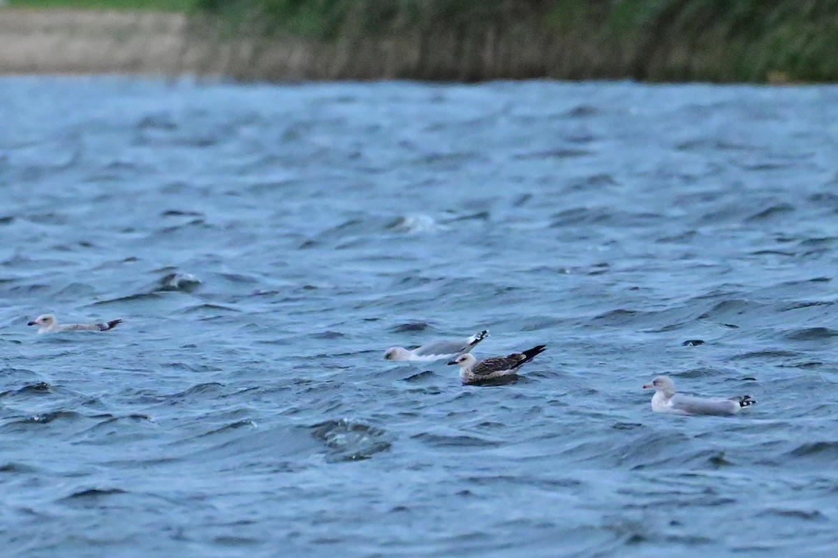 ニシセグロカモメ - ML645110579