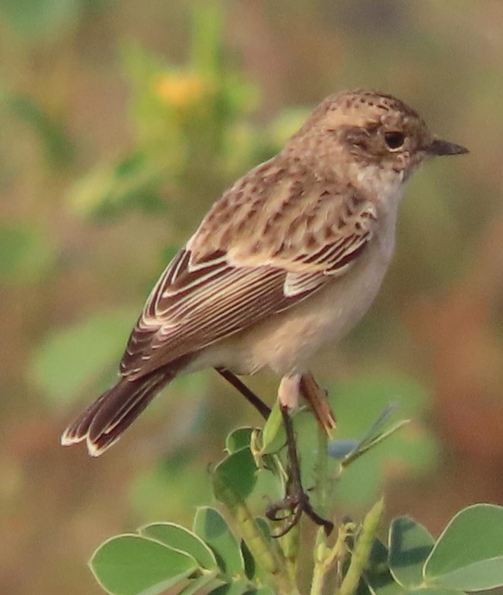 bramborníček sibiřský - ML645110585