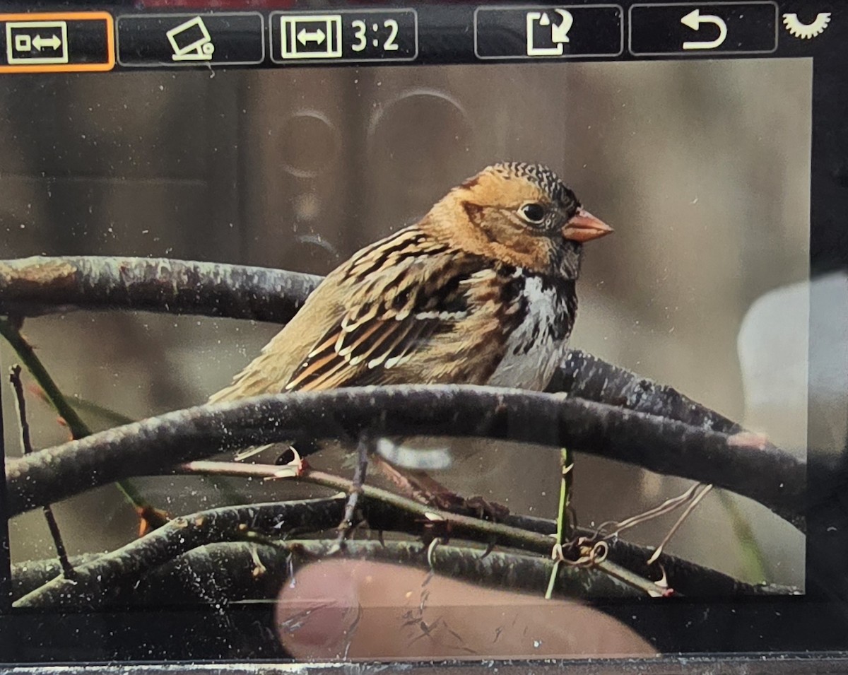 Harris's Sparrow - ML645110601