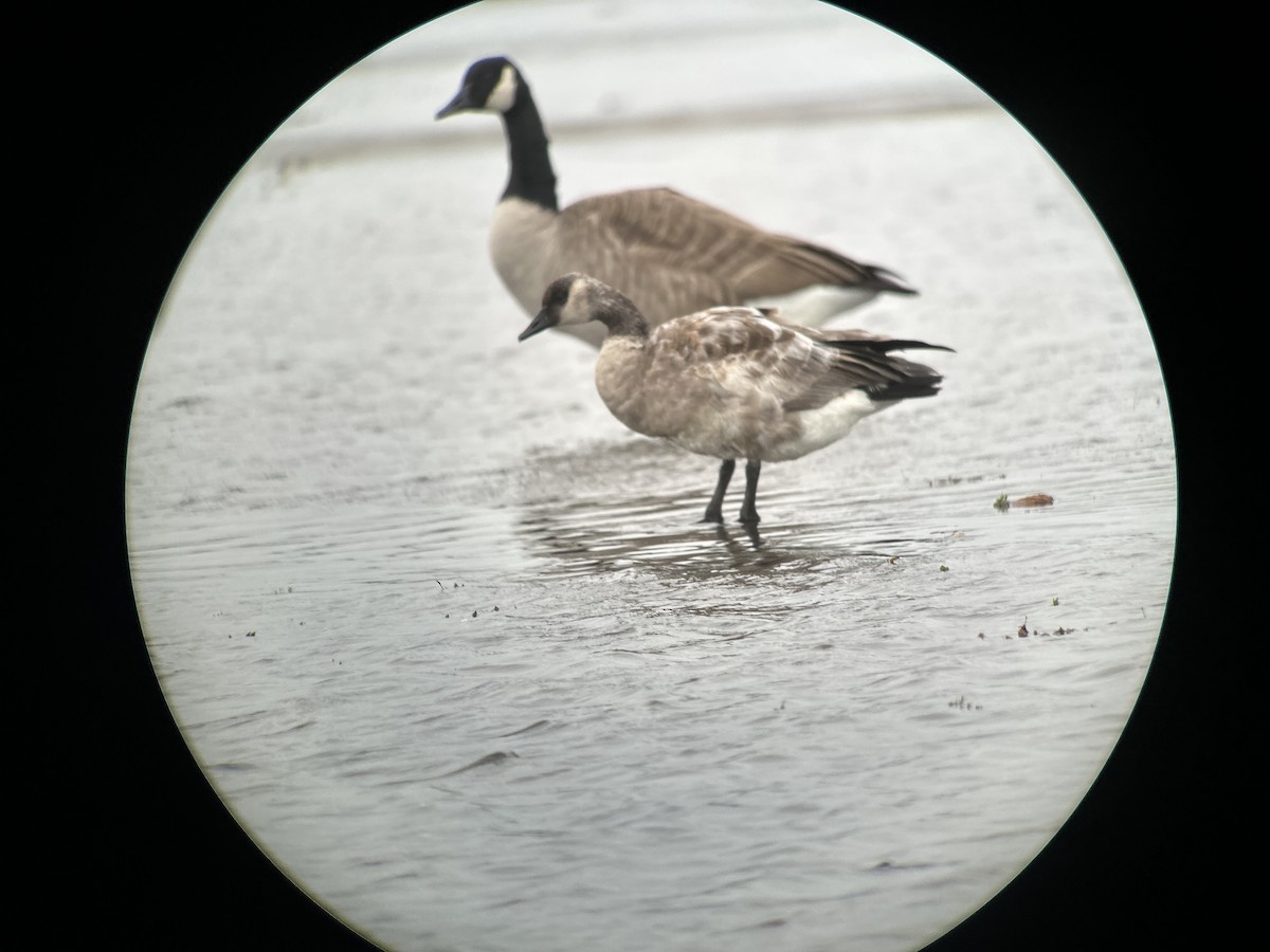 Bernache du Canada - ML645110606