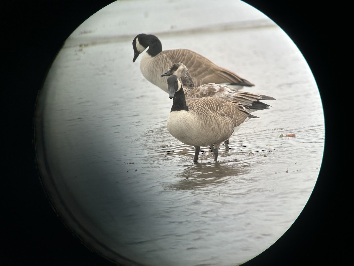 Bernache du Canada - ML645110607