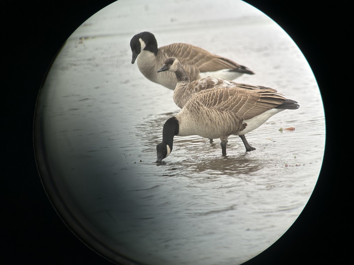 Bernache du Canada - ML645110608