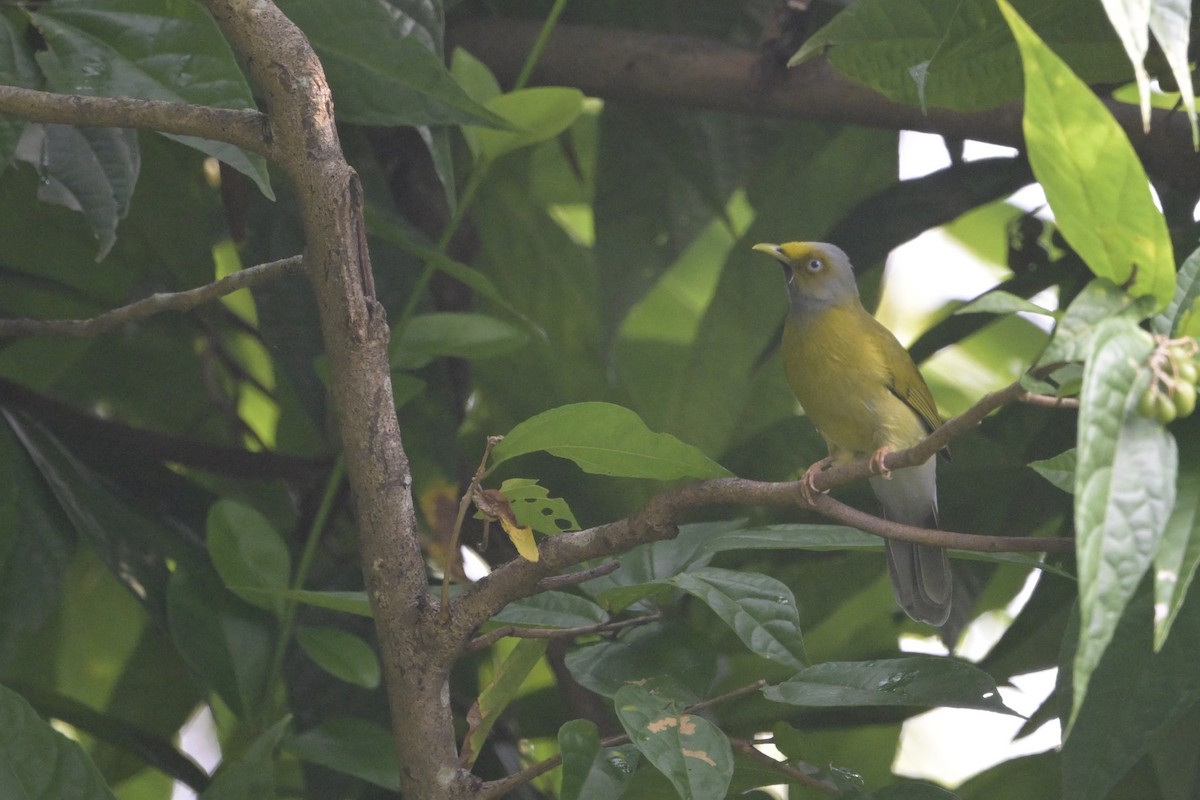 Gray-headed Bulbul - ML645110632