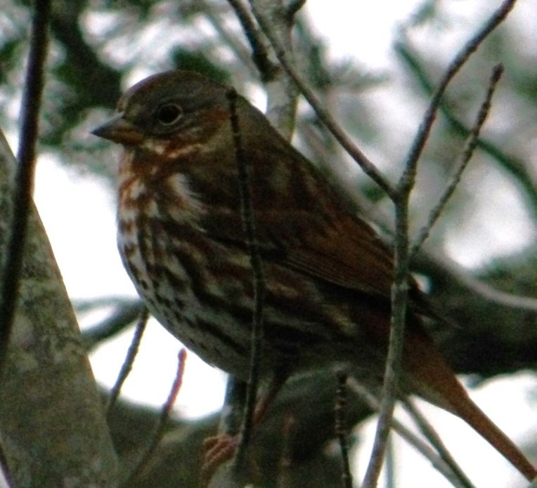 Fox Sparrow - ML645110649