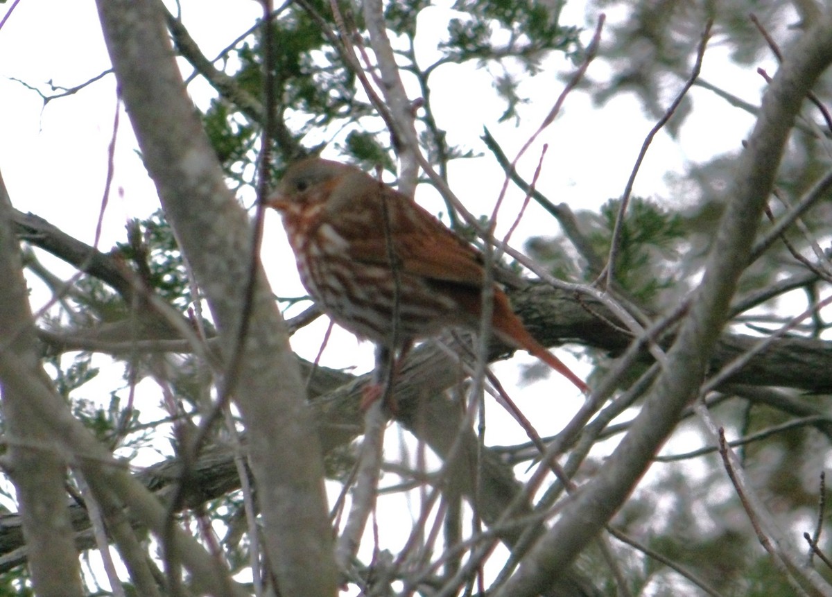 Fox Sparrow - ML645110650