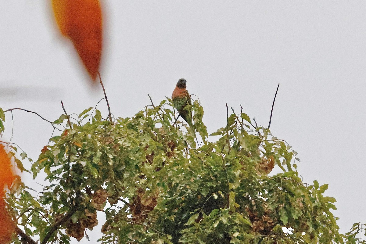 Red-breasted Parakeet - ML645110658