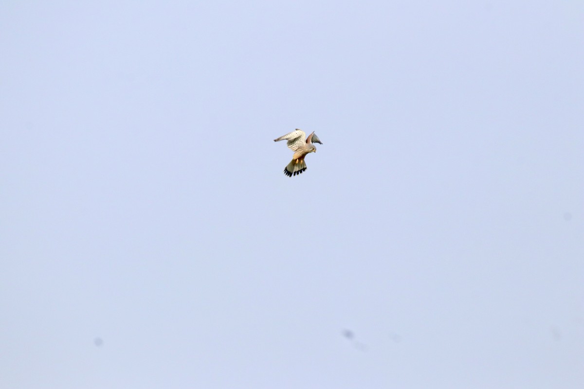 Eurasian Kestrel - ML645110664