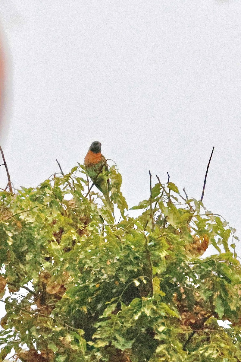 Red-breasted Parakeet - ML645110665